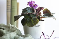 Una planta de violeta africana en maceta blanca encima de un mueble con libros y un par de gafas