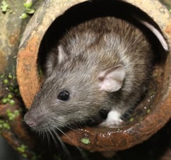 rats qui est caché dans un tuyau