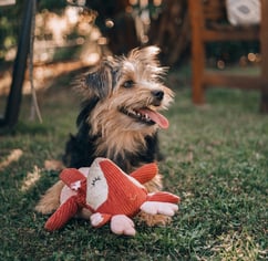 Perro negro con café jugando con un peluche encima del pasto