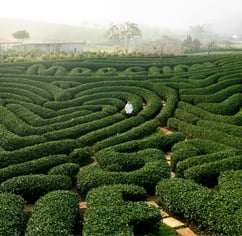 labyrinthe
