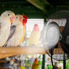 mist-fan-birds