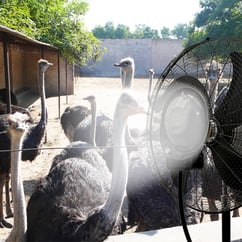 mist-fan-ostrich-farm