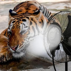 mist-fan-zoo