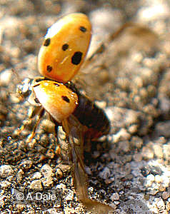 10 Spot ladybird