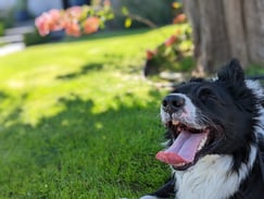 This is Blue taking a break in the shade after working on some commands and playing fetch