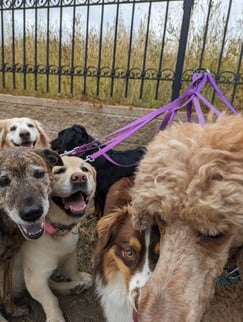 Dogs all craming together to get into frame for a group shot