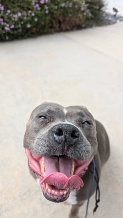 Hailey smiling after a playing in a clean backyard and a long walk