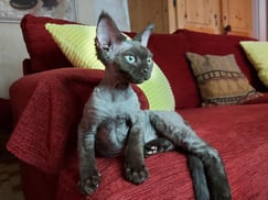 Devon Rex