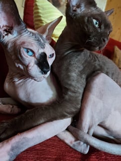 Devon Rex et Sphynx