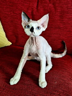 Devon Rex