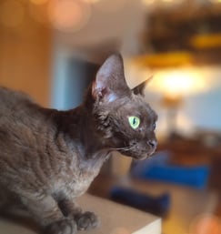 Devon Rex