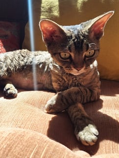 Devon Rex