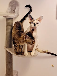 Devon Rex