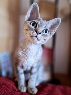 Devon Rex