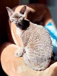 Devon Rex poil