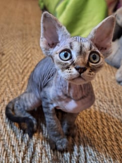 Chaton Devon Rex