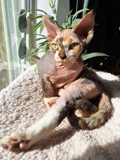 Devon Rex