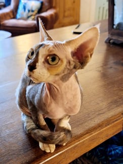 Devon Rex