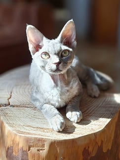 Devon Rex