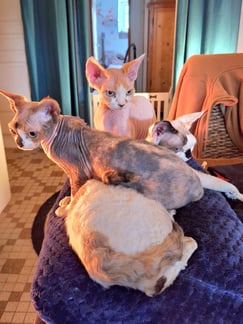 Devon Rex