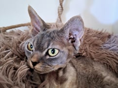 Devon Rex