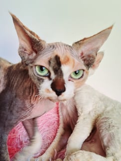 Devon Rex