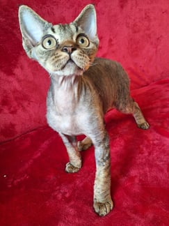 Devon Rex