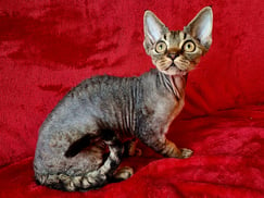 Devon Rex