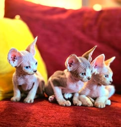 Chaton Devon Rex