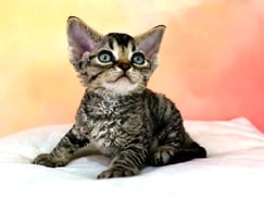 Chaton Devon Rex