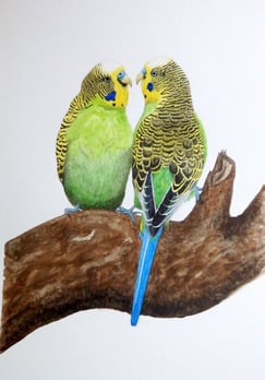 'Budge Over' watercolour on paper by Mandy Garratt