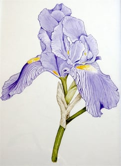 Purple iris watercolour painting