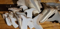 Mushrooms boost your health! Find them at Kansas City Mushroom Company.