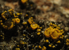 Lichen – Candelariella vitellina