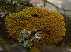 Lichen – Xanthoria parietina