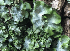 Lichen – Pleurosticta acetabulum