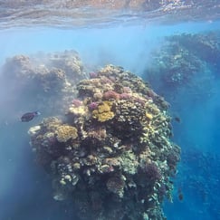 Shebara House Reef Snorkeling