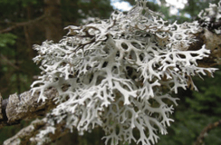 Lichen fruticuleux - Pseudevernia furfuracea