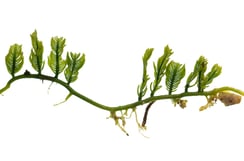 Caulerpa sertularioides