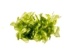 Ulva lactuca