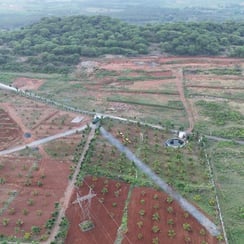 "An aerial view of a lush agricultural estate featuring neatly arranged rows of   trees. The landscape is divided by windi