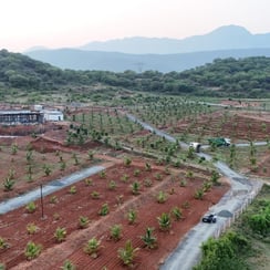 "An aerial view of a lush agricultural estate featuring neatly arranged rows of   trees. The landscape is divided by windi