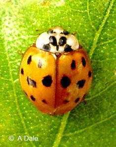 Harlequin ladybird