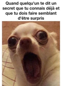 photo texte de chien halluciné