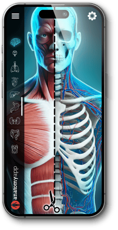 Male Anatomy Image on the AnatomyApp App Screen