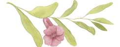 pomegranate flower on a stem with green leaves
