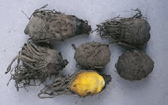 Pomme de terre africaine