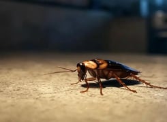 Désinsectisation cafards Bordeaux