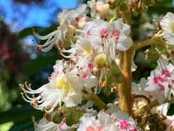 Terapia Holistica, Esencias Florales, Holistic therapy, Flower essence