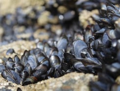 Moules - Bioindicateurs